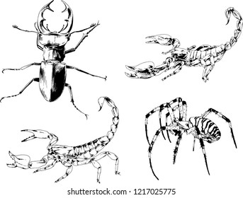 vector drawings sketches different insects bugs Scorpions spiders drawn in ink by hand , objects with no background