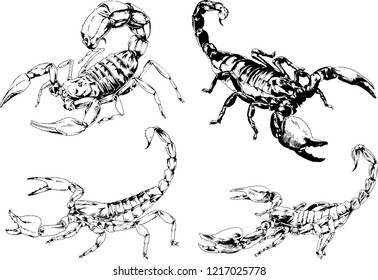 vector drawings sketches different insects bugs Scorpions spiders drawn in ink by hand , objects with no background
