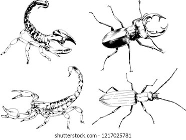 vector drawings sketches different insects bugs Scorpions spiders drawn in ink by hand , objects with no background