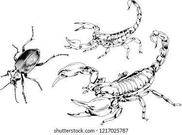 vector drawings sketches different insects bugs Scorpions spiders drawn in ink by hand , objects with no background