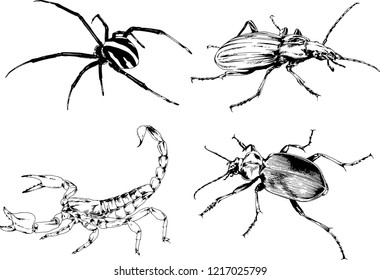 vector drawings sketches different insects bugs Scorpions spiders drawn in ink by hand , objects with no background