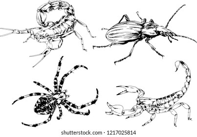 vector drawings sketches different insects bugs Scorpions spiders drawn in ink by hand , objects with no background