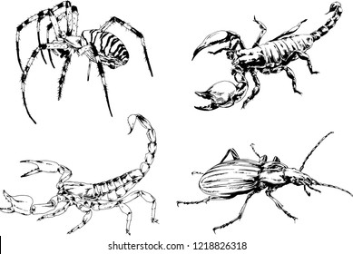 vector drawings sketches different insects bugs Scorpions spiders drawn in ink by hand , objects with no background