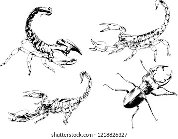 vector drawings sketches different insects bugs Scorpions drawn in ink by hand , objects with no background