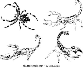 vector drawings sketches different insects bugs Scorpions spiders drawn in ink by hand , objects with no background