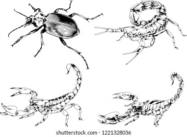 vector drawings sketches different insects bugs Scorpions spiders drawn in ink by hand , objects with no background