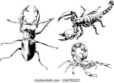 vector drawings sketches different insects bugs Scorpions spiders drawn in ink by hand , objects with no background