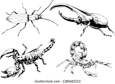 vector drawings sketches different insects bugs Scorpions spiders drawn in ink by hand , objects with no background