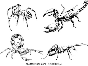 vector drawings sketches different insects bugs Scorpions spiders drawn in ink by hand , objects with no background