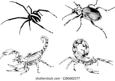 vector drawings sketches different insects bugs Scorpions spiders drawn in ink by hand , objects with no background