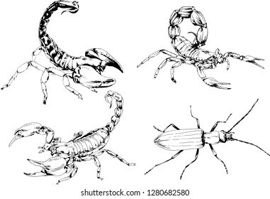 vector drawings sketches different insects bugs Scorpions spiders drawn in ink by hand , objects with no background