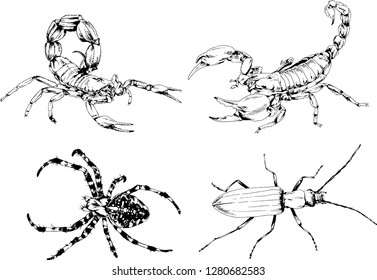 vector drawings sketches different insects bugs Scorpions spiders drawn in ink by hand , objects with no background