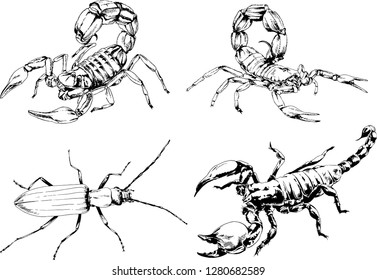 vector drawings sketches different insects bugs Scorpions spiders drawn in ink by hand , objects with no background