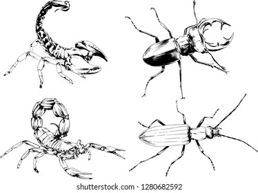 vector drawings sketches different insects bugs Scorpions spiders drawn in ink by hand , objects with no background