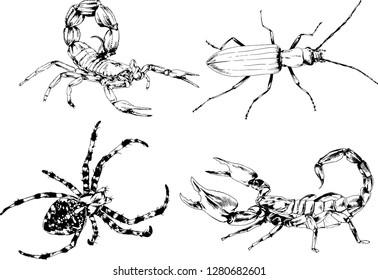 vector drawings sketches different insects bugs Scorpions spiders drawn in ink by hand , objects with no background
