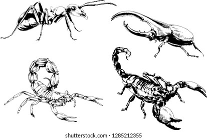 vector drawings sketches different insects bugs Scorpions spiders drawn in ink by hand , objects with no background