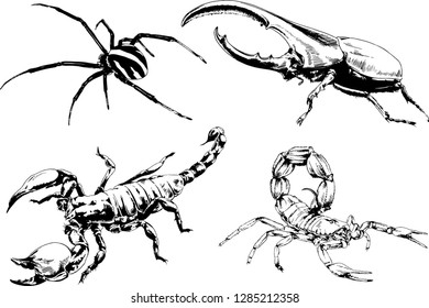 vector drawings sketches different insects bugs Scorpions spiders drawn in ink by hand , objects with no background