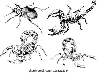 vector drawings sketches different insects bugs Scorpions spiders drawn in ink by hand , objects with no background