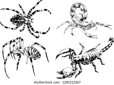vector drawings sketches different insects bugs Scorpions spiders drawn in ink by hand , objects with no background