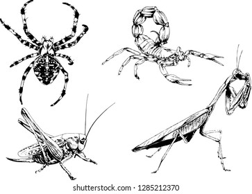 vector drawings sketches different insects bugs Scorpions spiders drawn in ink by hand , objects with no background