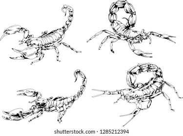 vector drawings sketches different insects bugs Scorpions spiders drawn in ink by hand , objects with no background