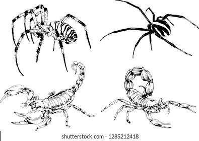 vector drawings sketches different insects bugs Scorpions spiders drawn in ink by hand , objects with no background