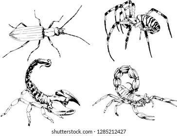 vector drawings sketches different insects bugs Scorpions spiders drawn in ink by hand , objects with no background