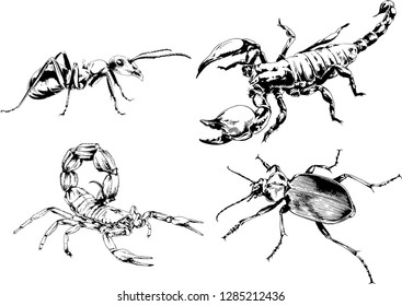 vector drawings sketches different insects bugs Scorpions spiders drawn in ink by hand , objects with no background