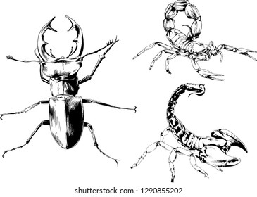 vector drawings sketches different insects bugs Scorpions spiders drawn in ink by hand , objects with no background