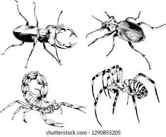 vector drawings sketches different insects bugs Scorpions spiders drawn in ink by hand , objects with no background