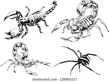 vector drawings sketches different insects bugs Scorpions spiders drawn in ink by hand , objects with no background