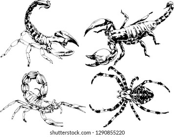 vector drawings sketches different insects bugs Scorpions spiders drawn in ink by hand , objects with no background