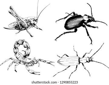 vector drawings sketches different insects bugs Scorpions spiders drawn in ink by hand , objects with no background