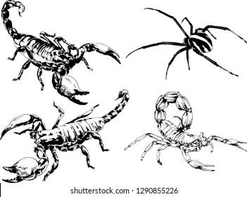 vector drawings sketches different insects bugs Scorpions spiders drawn in ink by hand , objects with no background