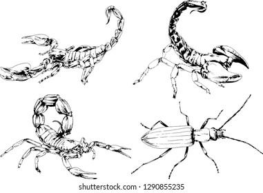 vector drawings sketches different insects bugs Scorpions spiders drawn in ink by hand , objects with no background
