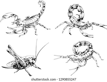 vector drawings sketches different insects bugs Scorpions spiders drawn in ink by hand , objects with no background