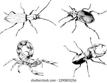 vector drawings sketches different insects bugs Scorpions spiders drawn in ink by hand , objects with no background