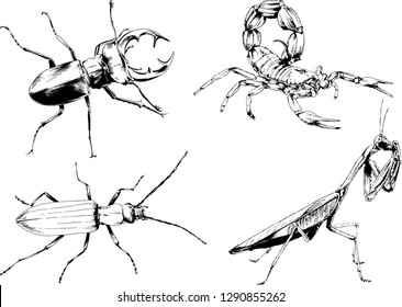 vector drawings sketches different insects bugs Scorpions spiders drawn in ink by hand , objects with no background