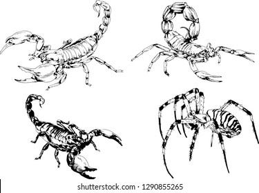 vector drawings sketches different insects bugs Scorpions spiders drawn in ink by hand , objects with no background
