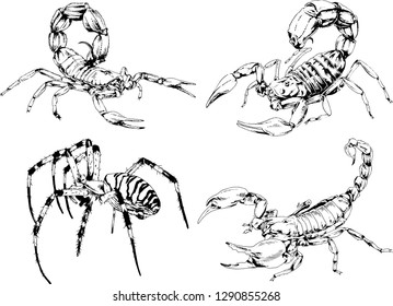 vector drawings sketches different insects bugs Scorpions spiders drawn in ink by hand , objects with no background