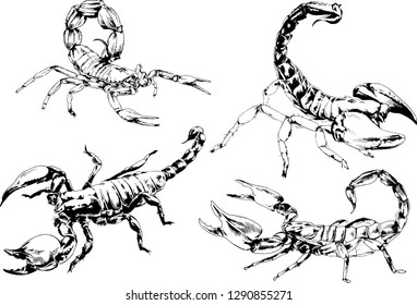 vector drawings sketches different insects bugs Scorpions spiders drawn in ink by hand , objects with no background