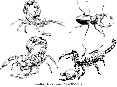 vector drawings sketches different insects bugs Scorpions spiders drawn in ink by hand , objects with no background