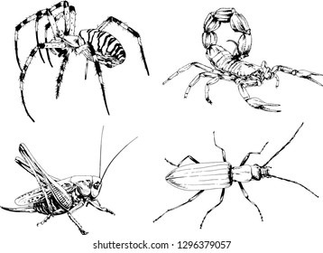 vector drawings sketches different insects bugs Scorpions spiders drawn in ink by hand , objects with no background