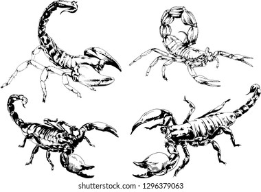 vector drawings sketches different insects bugs Scorpions spiders drawn in ink by hand , objects with no background