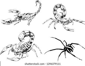 vector drawings sketches different insects bugs Scorpions spiders drawn in ink by hand , objects with no background