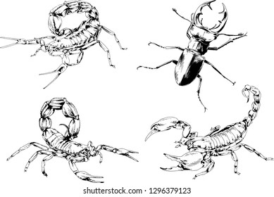vector drawings sketches different insects bugs Scorpions spiders drawn in ink by hand , objects with no background