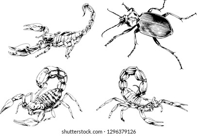 vector drawings sketches different insects bugs Scorpions spiders drawn in ink by hand , objects with no background