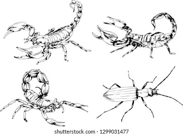 vector drawings sketches different insects bugs Scorpions spiders drawn in ink by hand , objects with no background