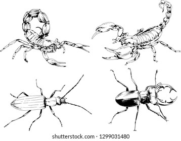 vector drawings sketches different insects bugs Scorpions spiders drawn in ink by hand , objects with no background