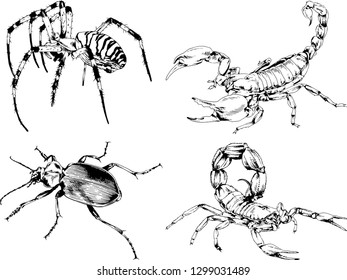 vector drawings sketches different insects bugs Scorpions spiders drawn in ink by hand , objects with no background